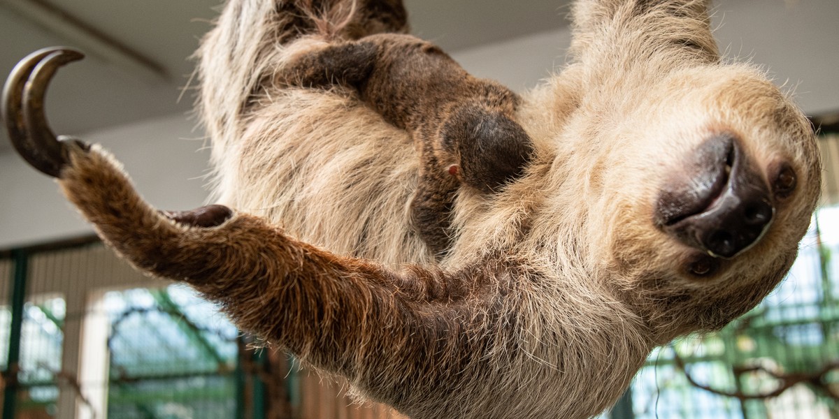 Imię dla leniwca. Wrocławskie zoo ogłasza konkurs