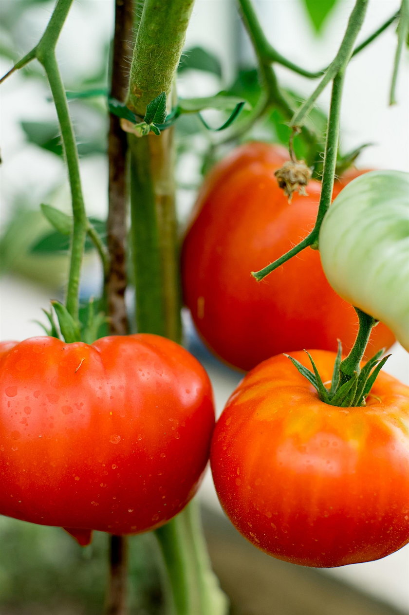 Z pomidorów można zrobić między innymi pysznego tatara.