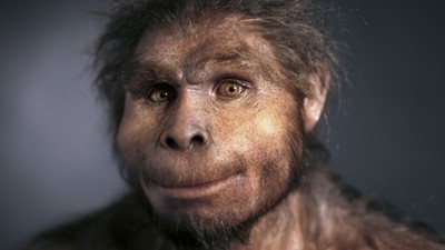 Homo erectus znany jako Java Man, rekonstrukcja wykonana przez rzeźbiarkę Élisabeth Daynès na podstawie skamieniałości odnalezionej na stanowisku paleoantropologicznym Sangiran na Jawie w 1969 r.