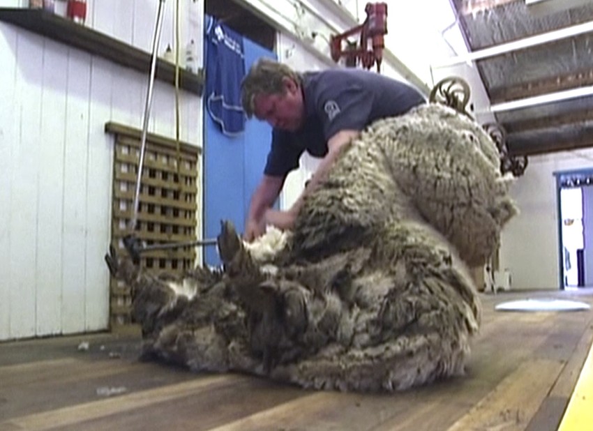 Sa njega je skinuto 23,5 kilograma vune