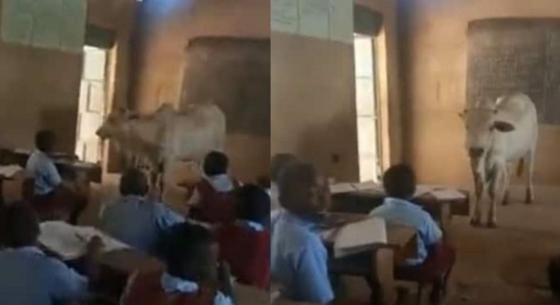 Teacher brings big live cow to the classroom to teach pupils about its parts