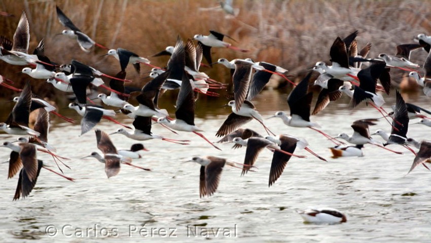 Osim divljih životinja, Karlos obožava da fotografiše ptice