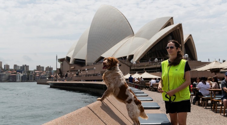 Roxy, az egyik sirálykergető őrkutya a Sydney-i Operaház árnyékában 2019-ben