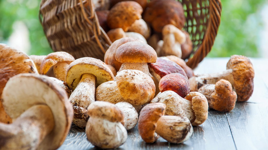 Tradycja zbierania grzybów jest szczególnie ważna w krajach Europy Wschodniej i Środkowej, w tym w Polsce