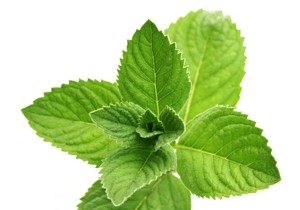 nana _public_shutterstock__Di003002979 (2)