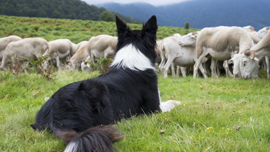 Border collie - mobilise248/srock.adobe.com