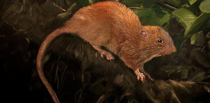 To nie mit. Naukowcy odkryli szczura giganta!