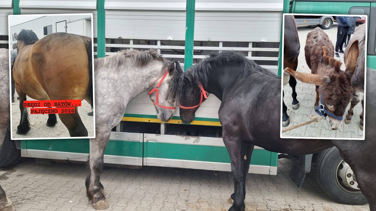 Dorożkarz znęcający się nad koniem to wierzchołek góry lodowej. Skala patologii na targach koni w Pajęcznie przeraża