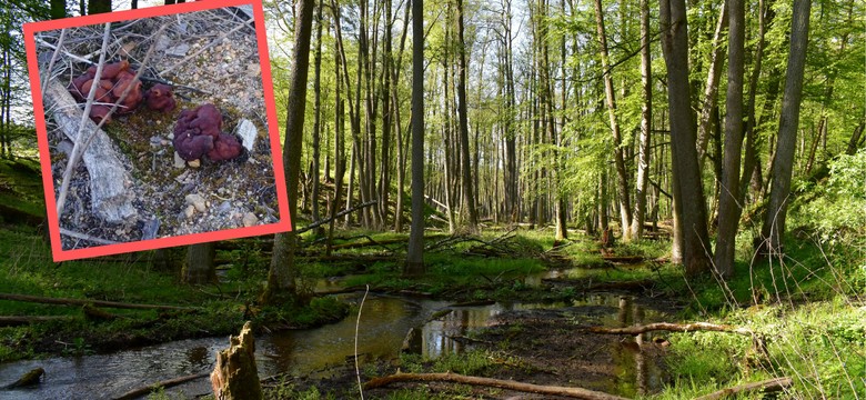 Leśnicy apelują o ostrożność. Pojawiły się w lasach. Stanowią śmiertelne zagrożenie