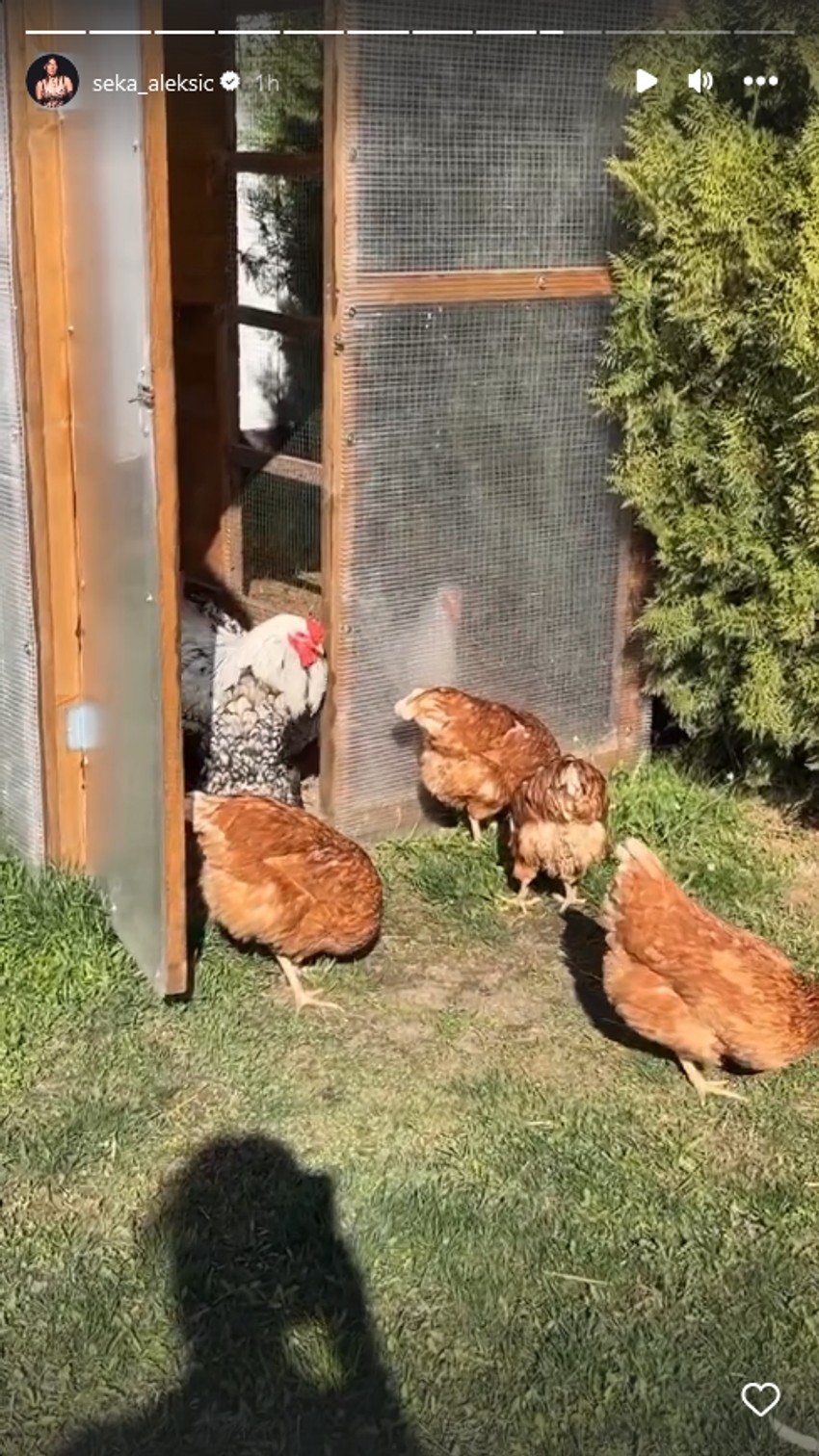 Seka Aleskić pokazala kokošinjac