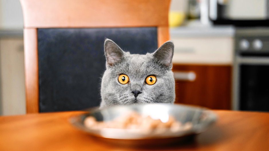Niektóre produkty spożywcze mogą być trujące dla kota - denisval/stock.adobe.com