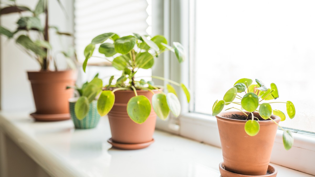 Kineski dolar – biljka bogatstva koja privlači novac, blagostanje i pozitivnu energiju