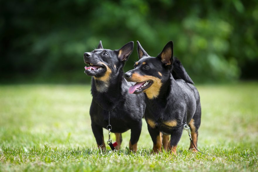 Lancashire heeler