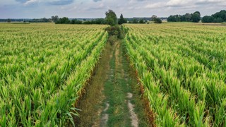 Liban nie chce zboża z Ukrainy, bo utknęło w silosach na zbyt długo