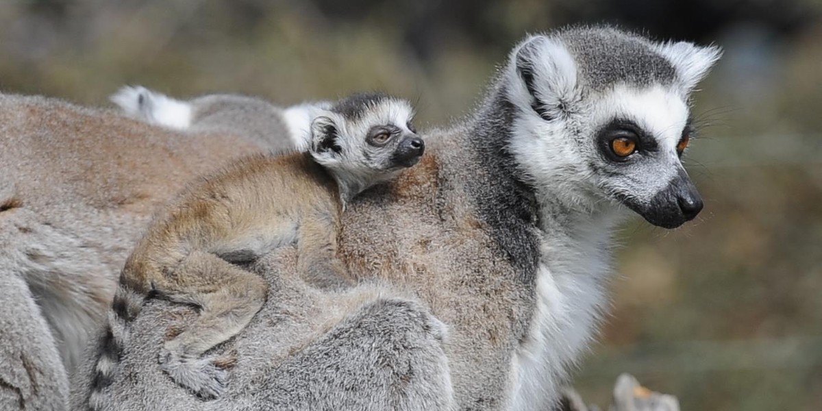 Samica lemura katta z małym