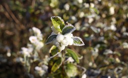 mgły, szadź i 7 stopni mrozu w nocy. wtorek, 2 grudnia 2025, pod znakiem zachmurzenia i niebezpiecznych warunków