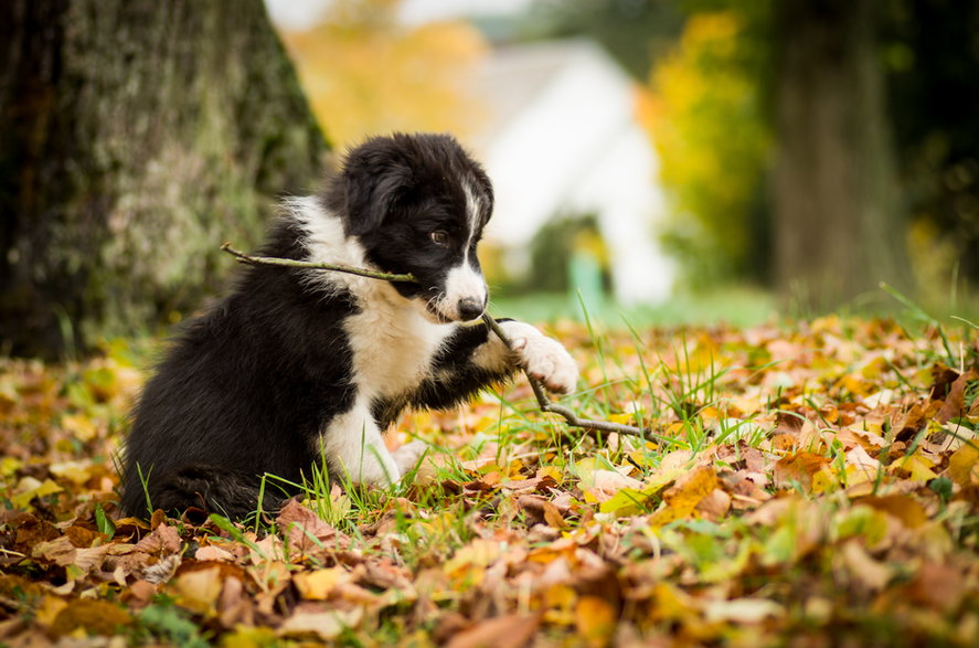 Rasowy szczeniak border collie może kosztować nawet 6000 zł -  Radim Glajc/stock.adobe.com