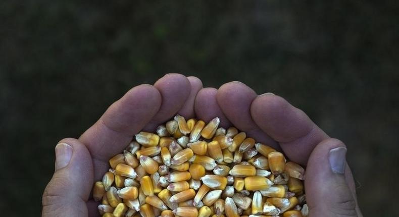 Country exports corn to South Africa as El Niño disrupts trade