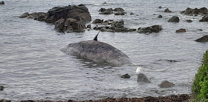Tajemnicza śmierć rzadkich wielorybów. Morze wyrzuciło ich martwe, pokrwawione ciała na brzeg