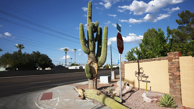 Olyan forróság tombol Arizónában, hogy még a kaktuszok is hősokkot kaptak