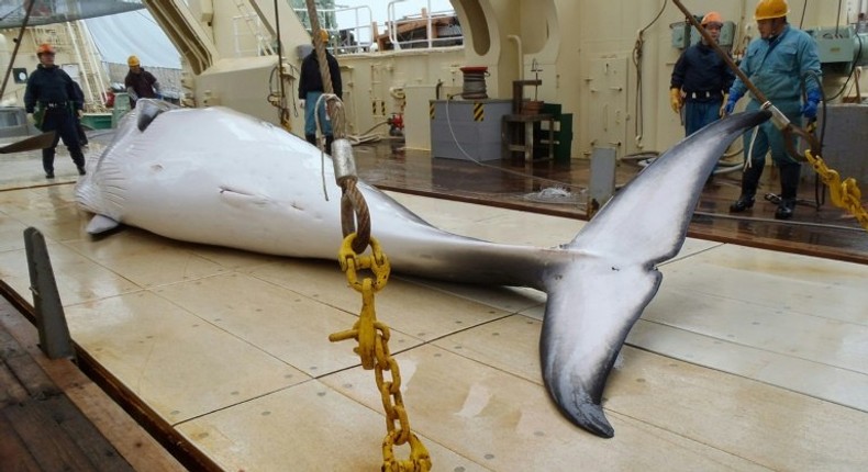 A Japanese whaling fleet has returned to port after an annual Antarctic hunt that killed 333 minke whales as the government pursues the programme in the face of global criticism