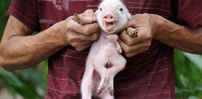 Urodziła się świnia z ośmioma nogami!