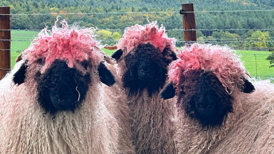 Różowe owce Richarda Nicholsona wywołały sensację