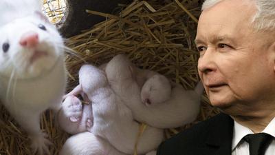 Prezes PiS Jarosław Kaczyński norki zwierzęta futerkowe kampania antyfutrzarska