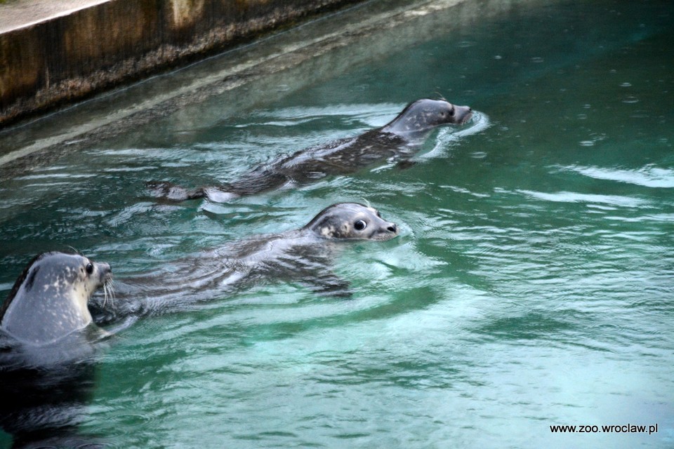 Trzy nowe foki zamieszkały we wrocławskim zoo