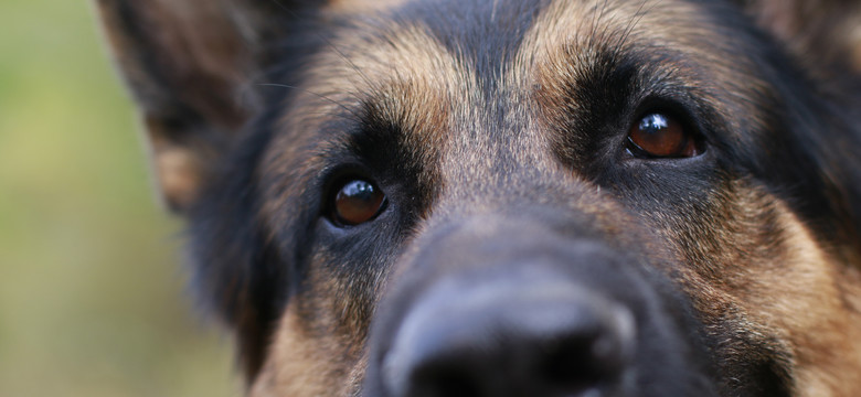 Oto najpopularniejsze rasy psów w Polsce. Poznaj ich cechy [INFOGRAFIKA]