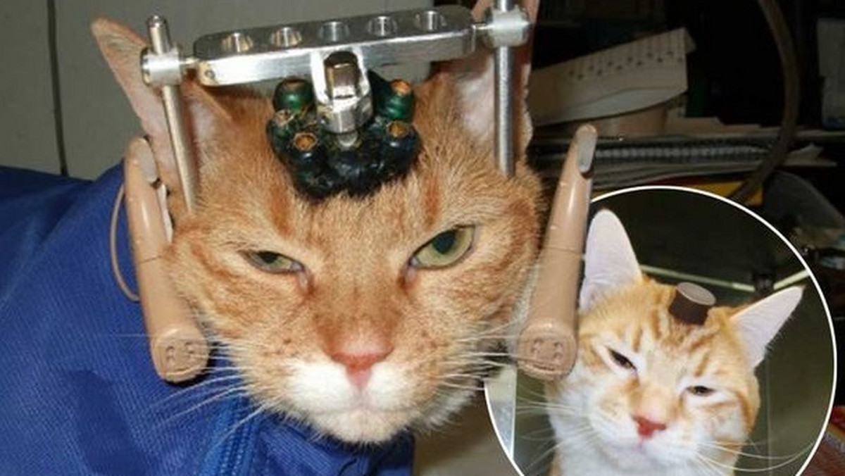 Koty w uniwersyteckich laboratoriach były doprowadzane do paraliżu, uszkadzano im czaszki i instalowano elektrody. Zwierzęta były wykorzystywane do lepszego zrozumienia ludzkiego ciała. Podczas badań wiele czworonogów zginęło.