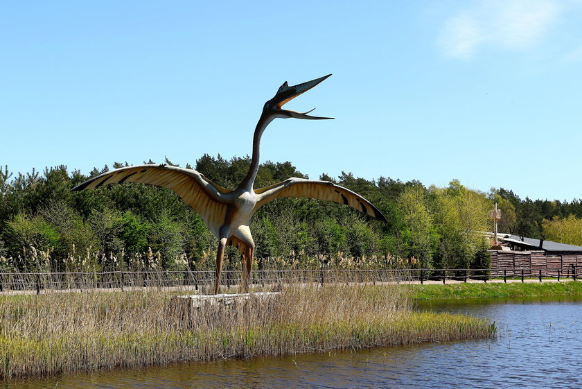 Łeba Park w Nowęcinie koło Łeby