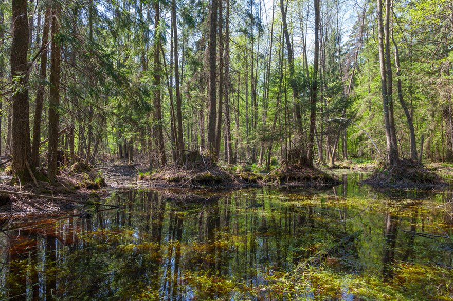 Puszcza Białowieska