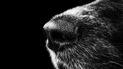 Állatviadalok szervezői ellen emeltek vádat: rettenetes, amit a kutyákkal műveltek 