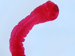 Dieta tasiemcowa: szokujący sposób na piękno