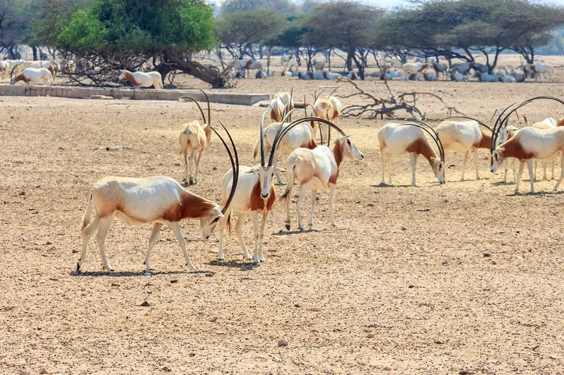 Sir Bani Yas to azyl dla dzikich zwierząt