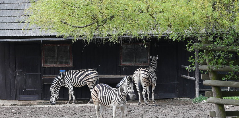 Od maja częstsze kursy do zoo