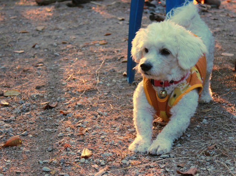 Bichon Frise - fot. DoAo/pixabay.com