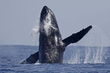 Dwa "wieloryby kryptowalut" sprzedały bitcoiny o wartości 100 mln dolarów w 24 godziny