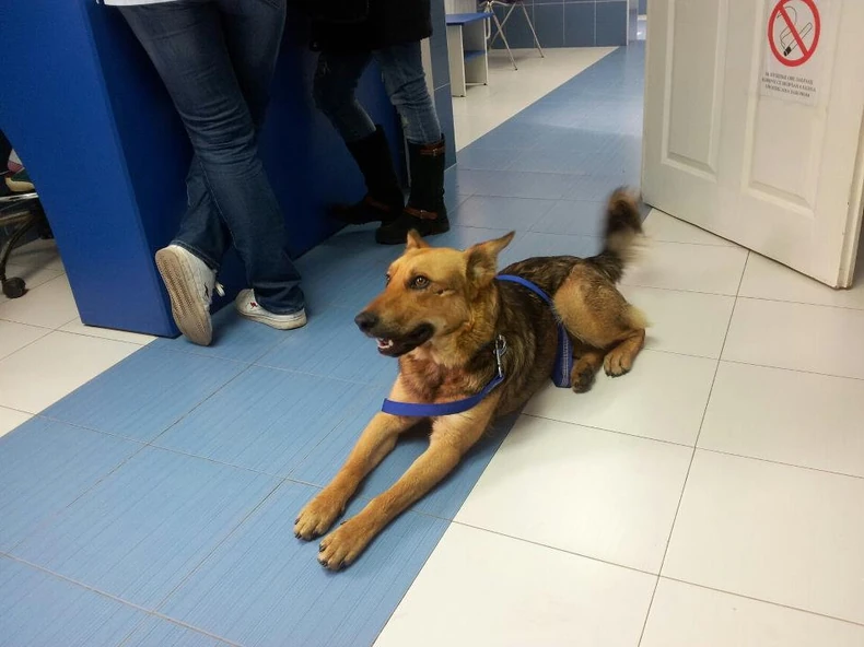 Danas u Veterini Beograd