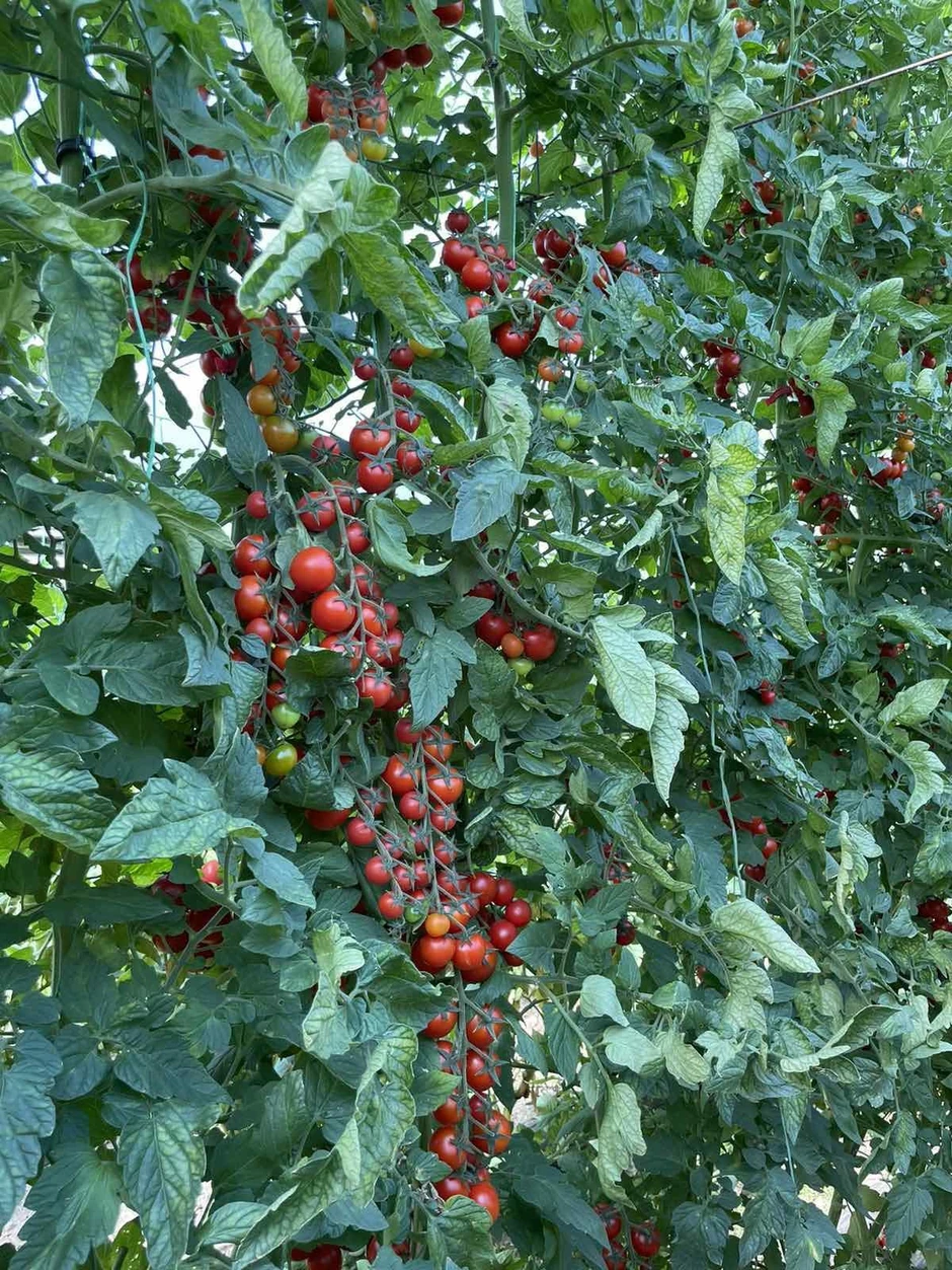 Džinovski čeri paradajz