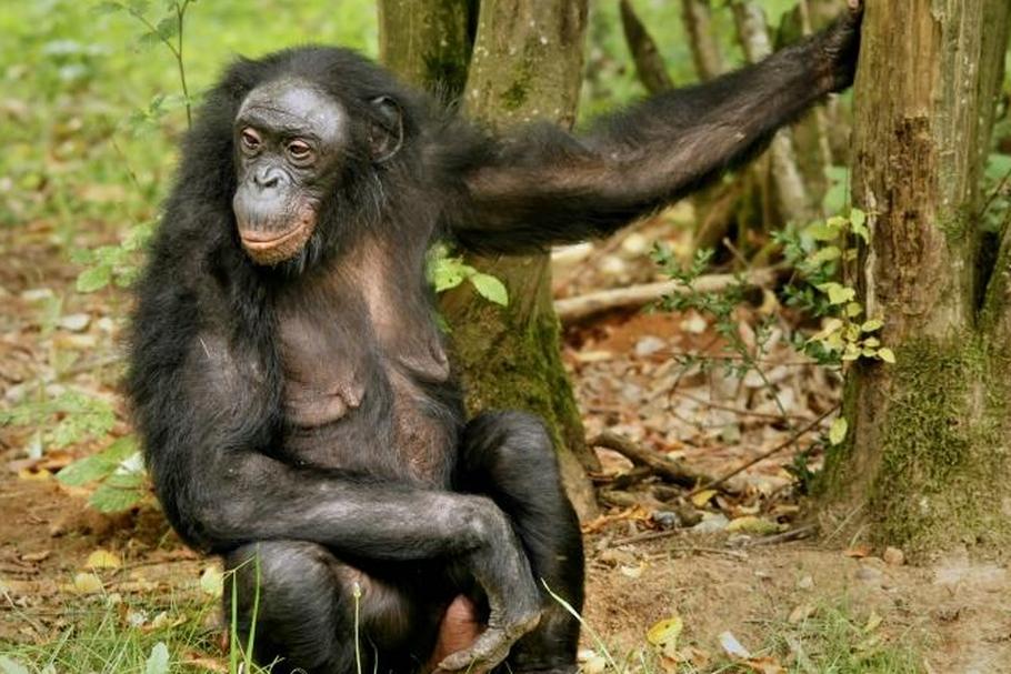 szympans bonobo