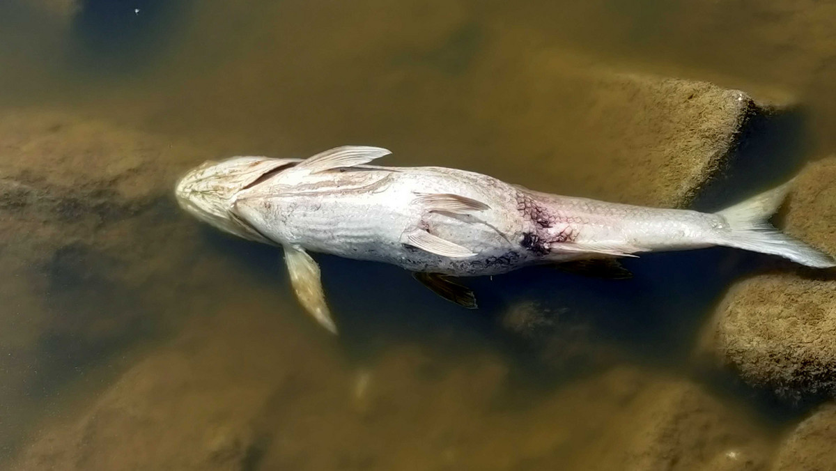 Co się dzieje w parkach narodowych nad Odrą i w Szczecinie?