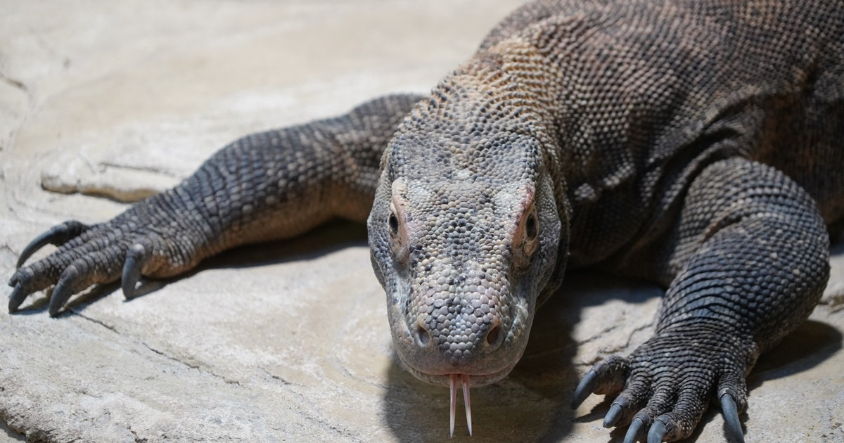 Smoczyca złożyła jaja i to bez samca!