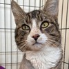 BBC | Foto: Purton Cattery