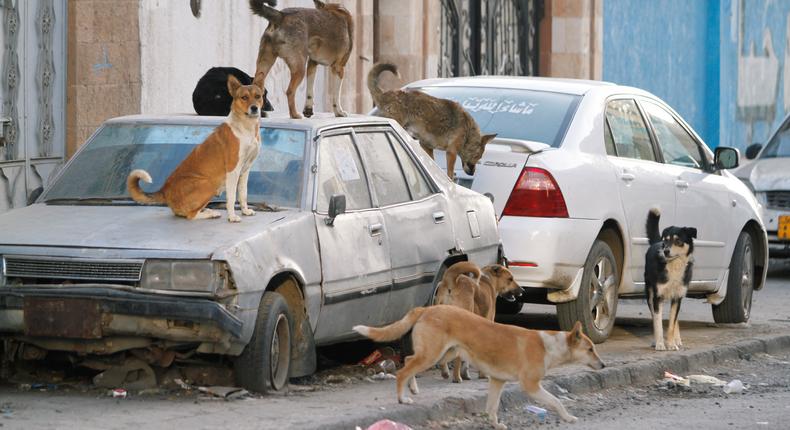 Stray dogs rest atop an abandoned car.