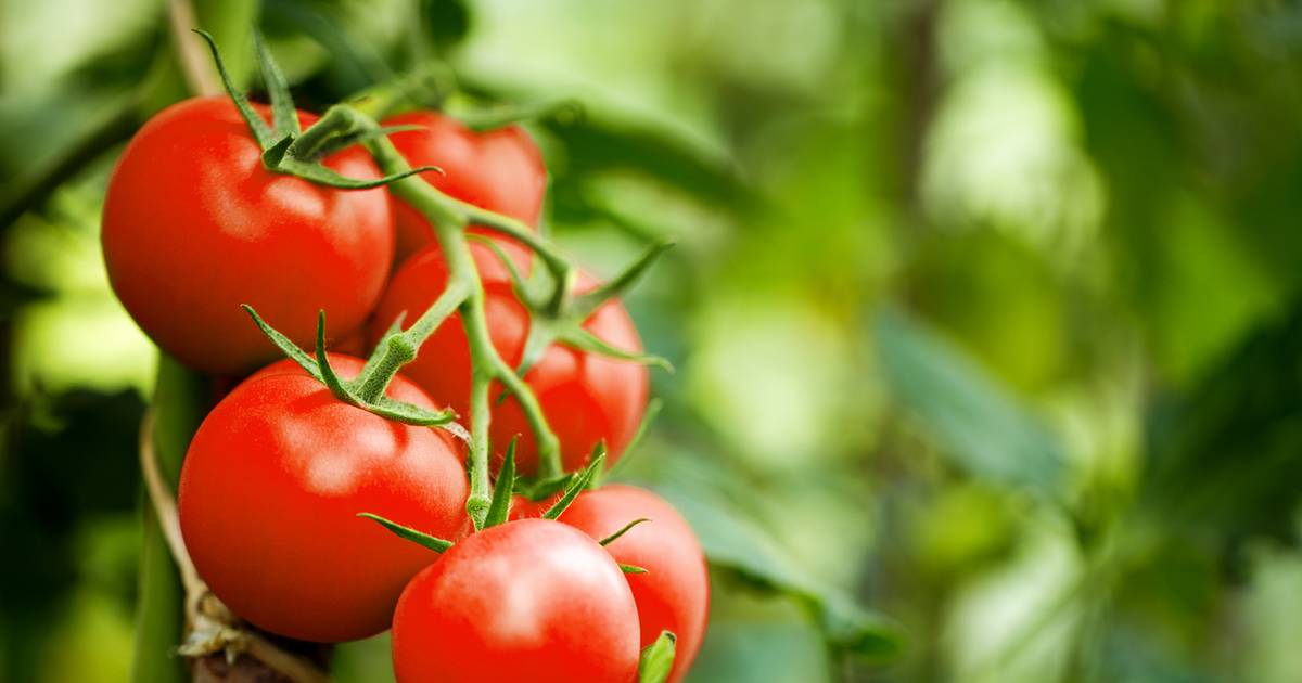 Tak lodówka szkodzi pomidorom. Przełóż je tu, a poleżą tydzień