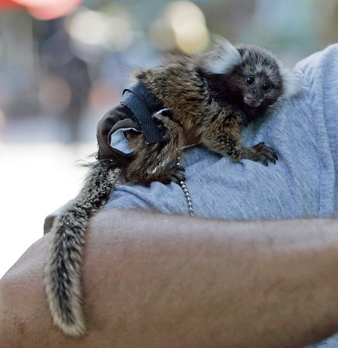 Marmozeta z właścicielem na spacerze. Zwróćmy uwagę na miniaturową pieluszkę