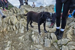 Pies uciekł z domu, by... zdobyć Przełęcz Kondracką