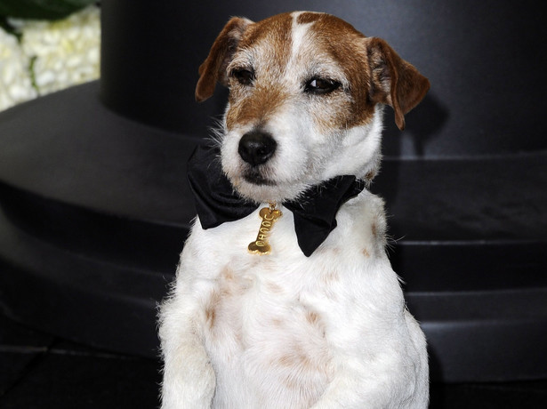 Uggie – pierwszy pies na czerwonym dywanie